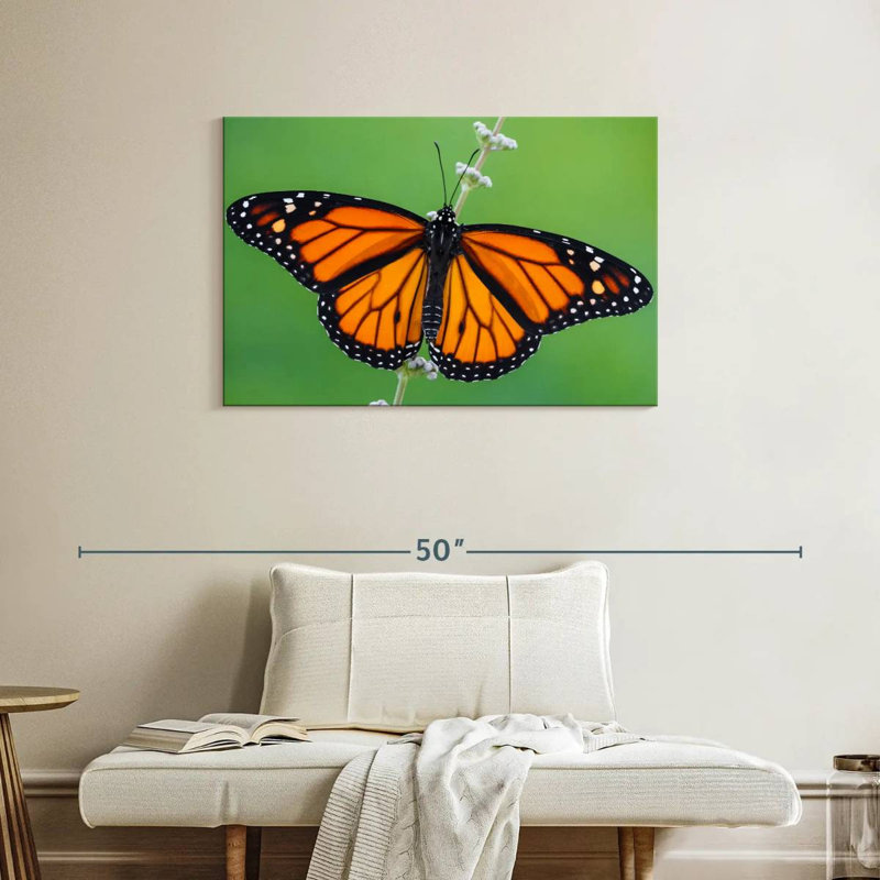 Brampt Pretty Monarch Butterfly, 24" H x 36" W