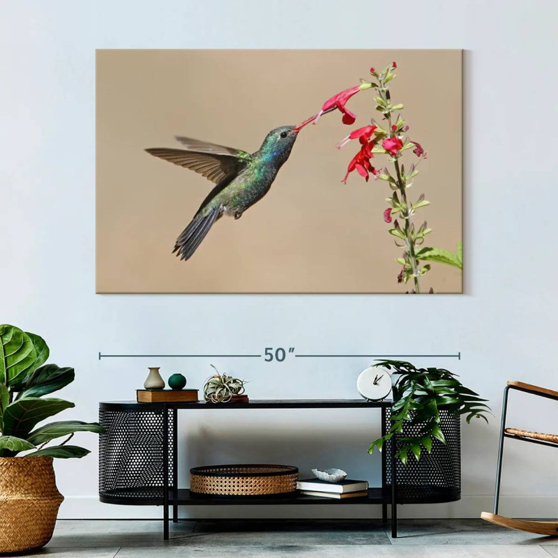Colibri buvant du nectar à bec large, H 34 po x l 51 po