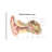 " External Auditory Canal Of Human Ear With Labels " by Alan Gesek-59561593