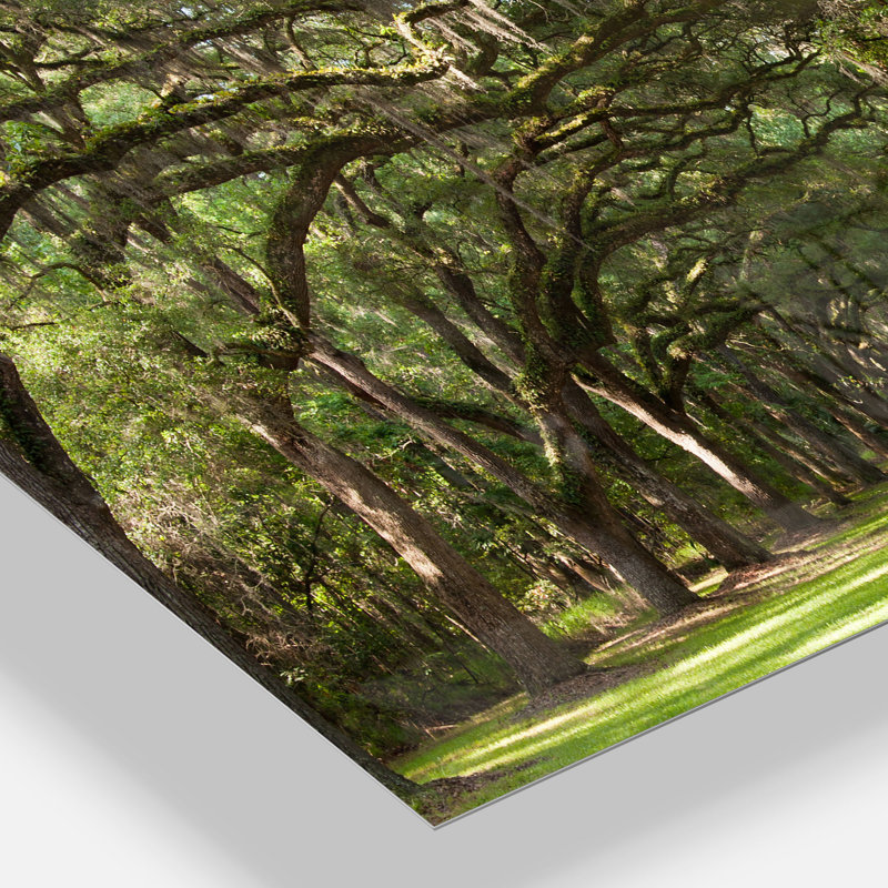 Live Oak Tunnel - Imprimé, H 34 po x l 44 po x P 1,5 po, Sans cadre en métal