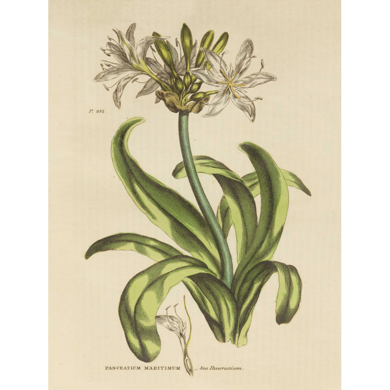 «Herbal Botanical XX» par Wild Apple Portfolio - impression sur toile tendue, H 16 po x l 12 po
