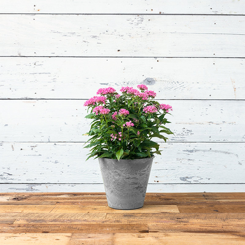 Carrero Pot Planter, Gray, 9.5" H x 10.5"  W x 10.5" D