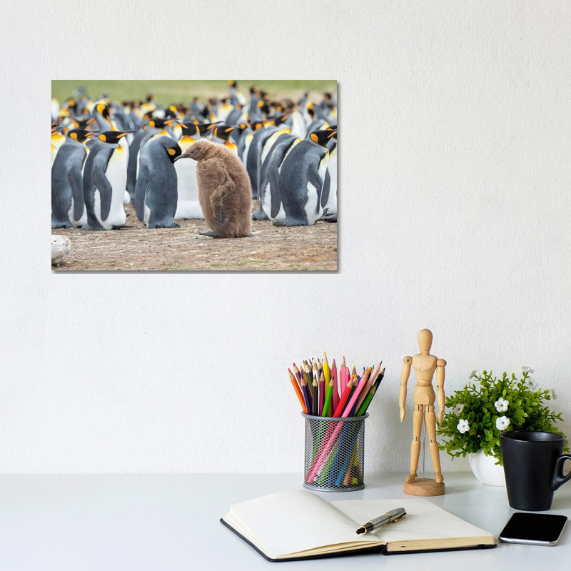 Chick In Brown Plumage. King Penguin On Falkland Islands. by Martin Zwick - Wrapped Canvas Print, 20.32 cm H x 30.48 cm W