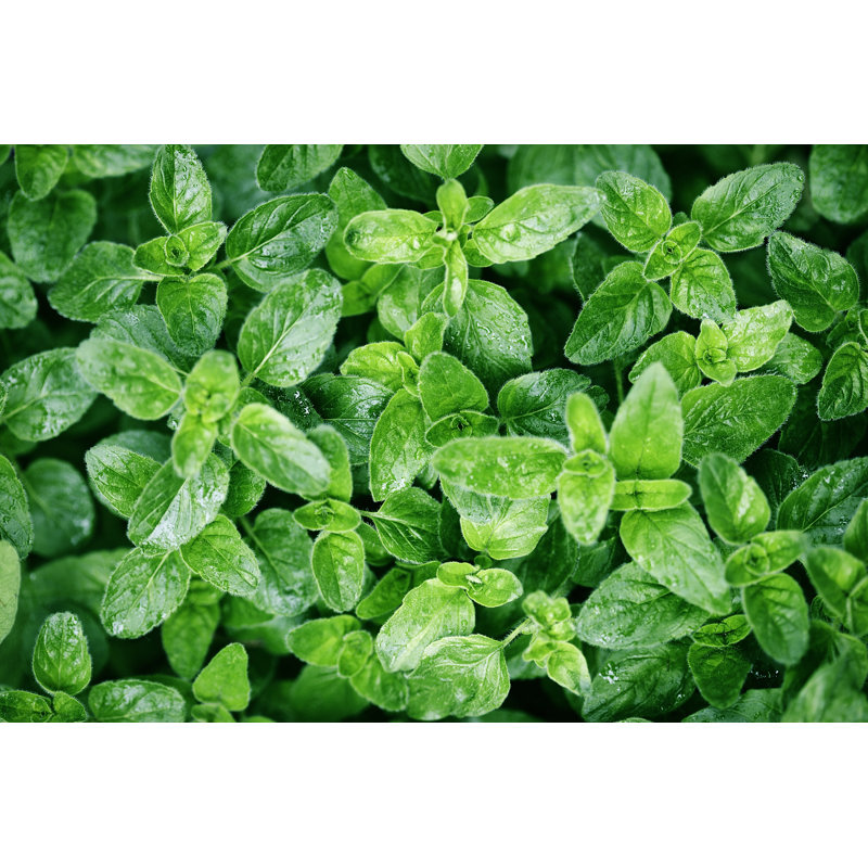Oregano Leaves by Magdasmith - Wrapped Canvas Print, 20cm H x 30cm W