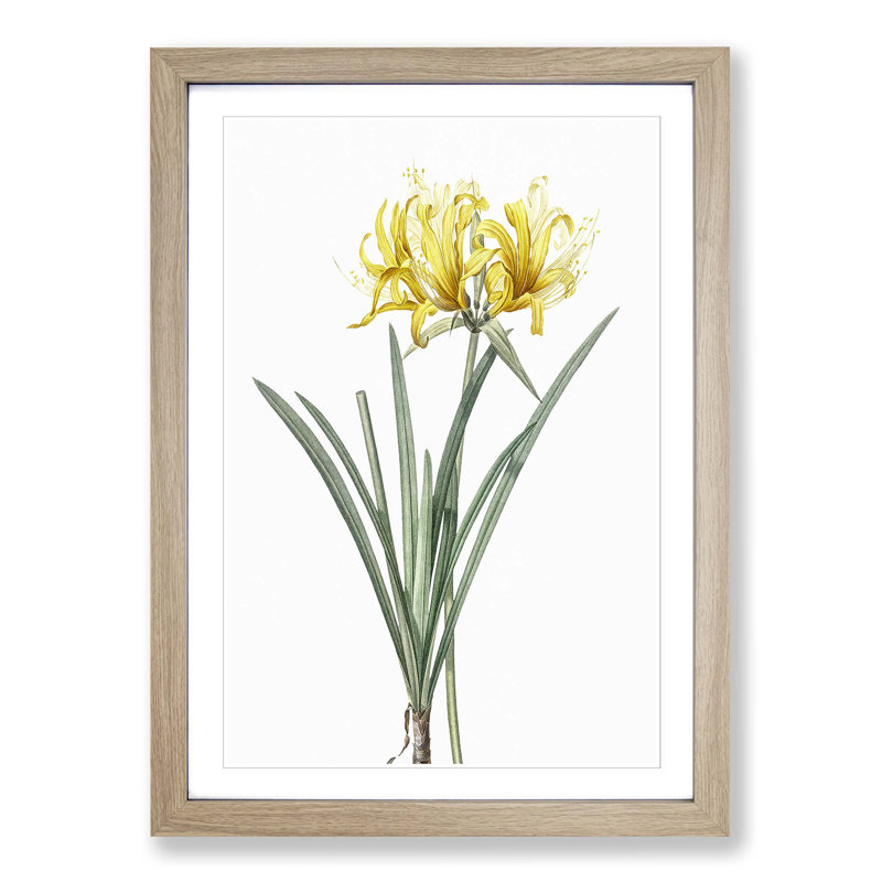 Golden Hurricane Lily by Pierre-Joseph Redoute - Picture Frame Painting Print, Oak Framed, 36cm H x 27cm W x 2cm D