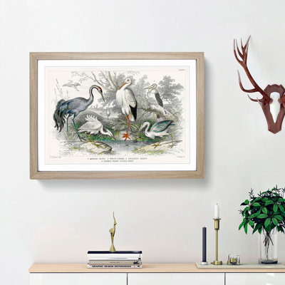 Crane, Stork, Egret & Heron by Oliver Goldsmith - Picture Frame Painting Print on MDF