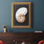 Graphic Nautilus " Graphic Nautilus "-953275478