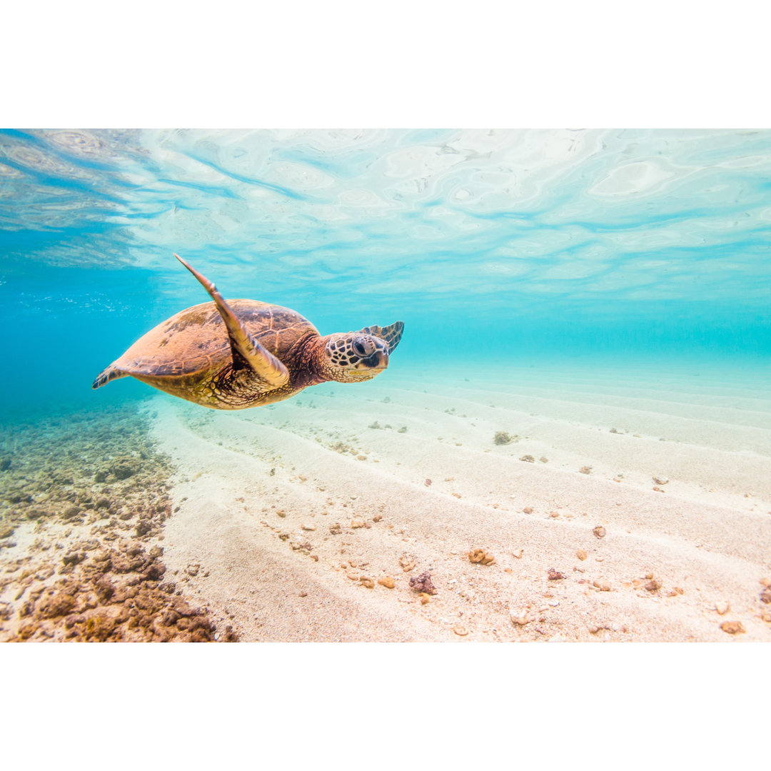 Hawaiian Sea Turtle by ShaneMyersPhoto - Wrapped Canvas Print