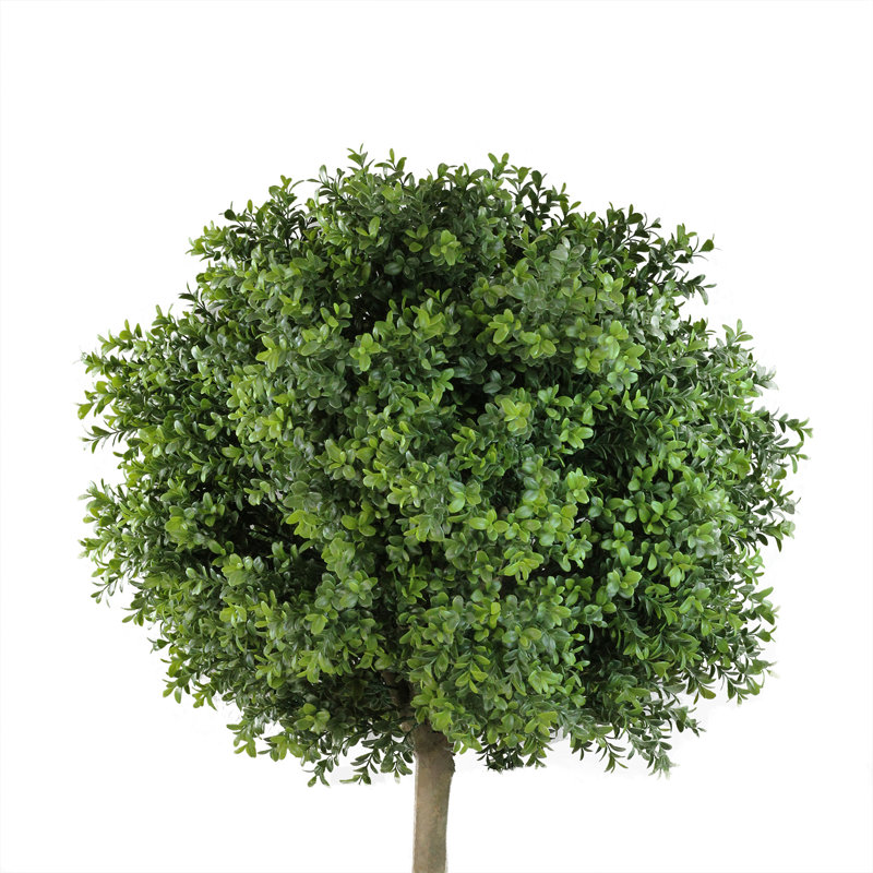 Arbre topiaire en boule 5 pi Murraya