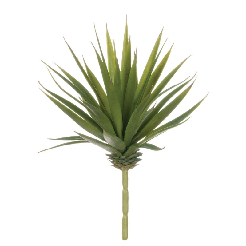 Marginata Arrangement