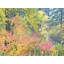 Autumn Vine Maples Portrait Print by Bruce Heinemann-71200729-92903790-132510876