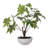 Zoelle Tree