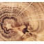 Woodland Placemat