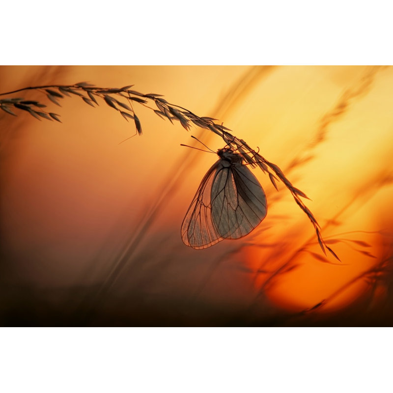 Wrapped Canvas Print, 91.44 cm H x 60.96 cm W