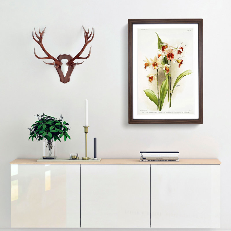Magnolia Flowers Illustration Tab. 90 by Frederick Sander - Picture Frame Painting Print, Walnut, 60cm H x 40cm W x 2cm D