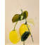 Lemon Study 2 Print-429834351