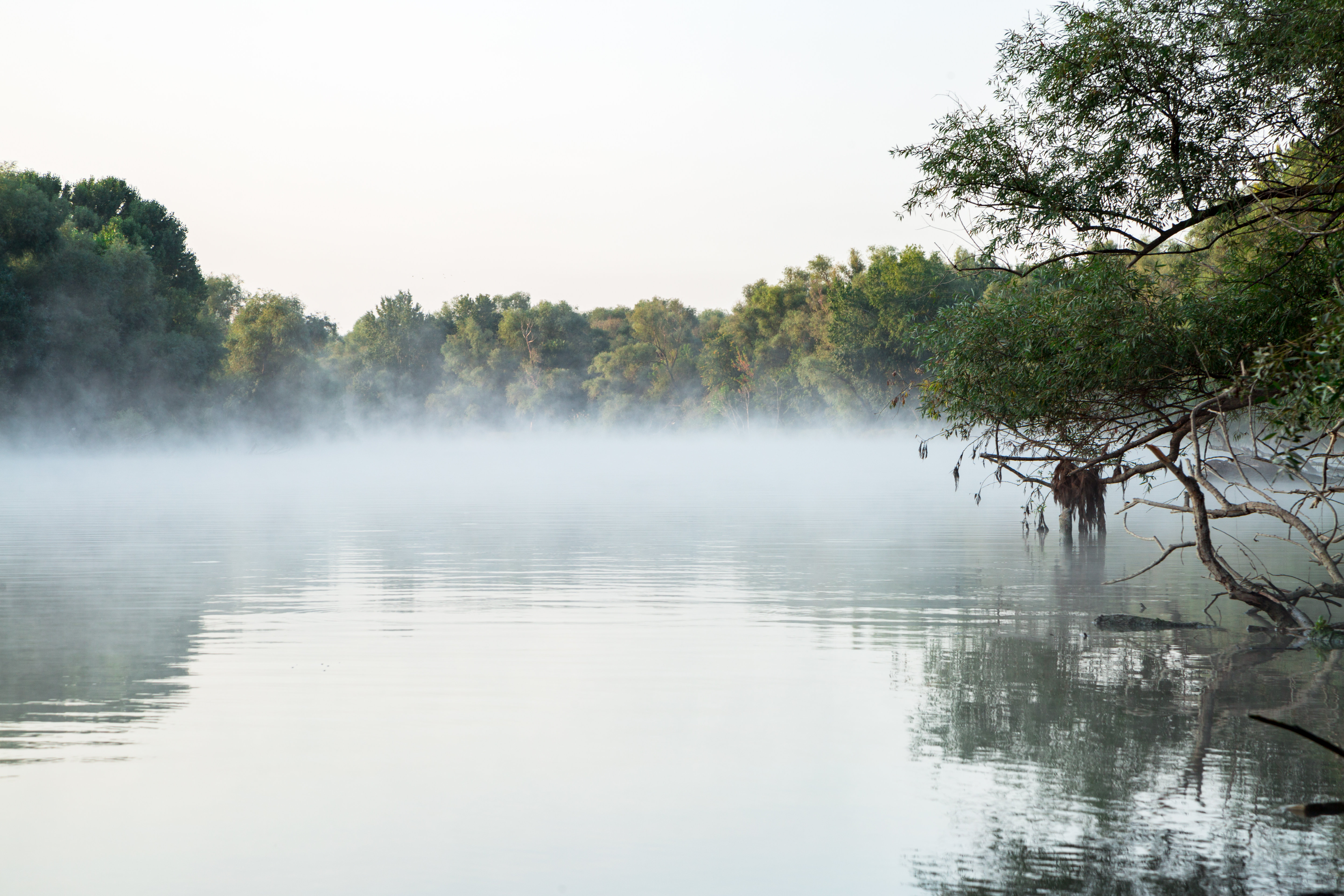 Millwood Pines River - Wrapped Canvas Print | Wayfair