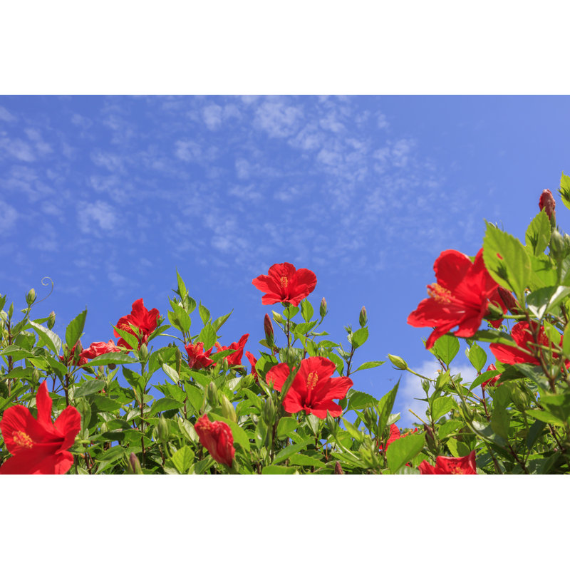 Fleurs d'hibiscus en fleurs - Photographie sur toile tendue, H 8 po x l 12 po