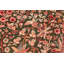 Tapis unique rouge / vert 6 pi x 8 pi 8 po Palazzolo