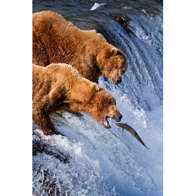 A Pair Of Grizzlies Catching Fish In Alaska - Wrapped Canvas Print