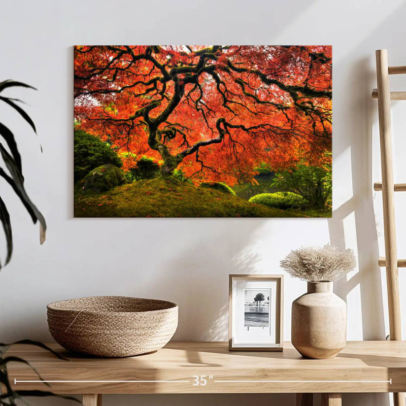 Harnek Japanese Maple, 16" H x 24" W