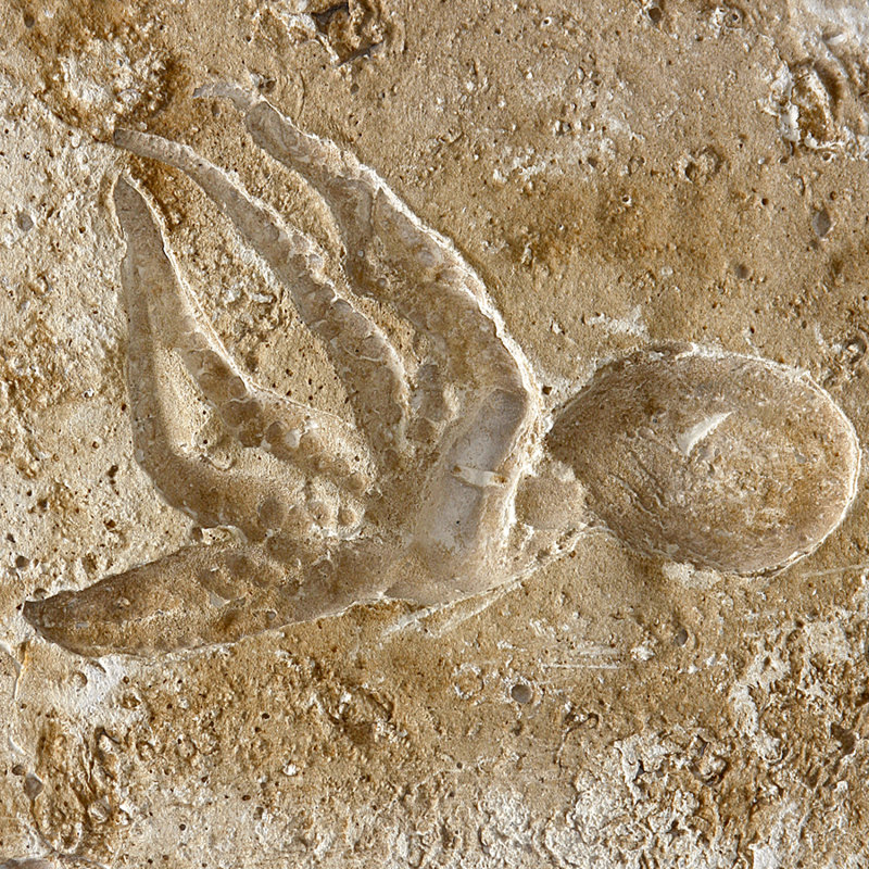 6" x 6" SeaStone Cement Squid Fossil Impression Bevel Edge Medallion Tile in Buff