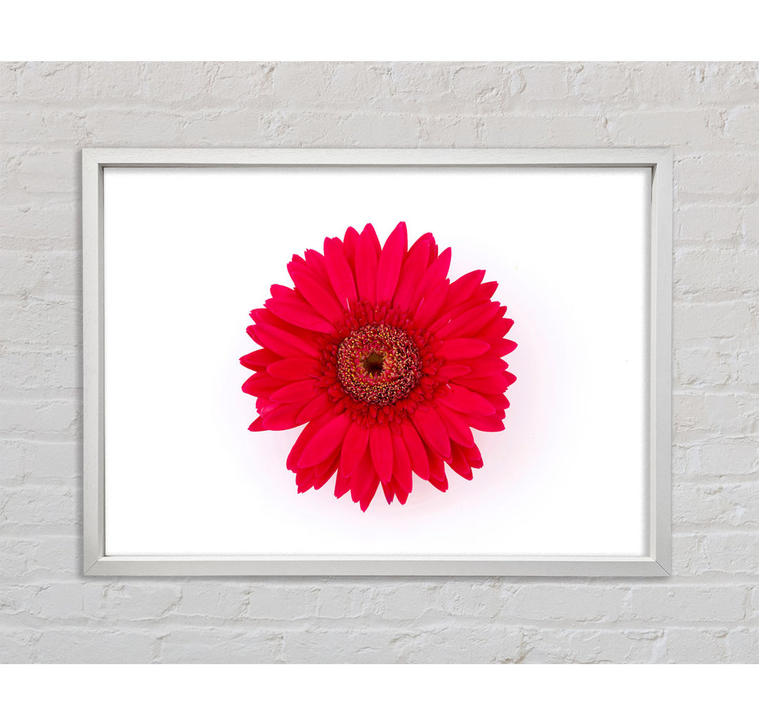 Cerise Gerbera - Einzelner Bilderrahmen Kunstdrucke auf Leinwand