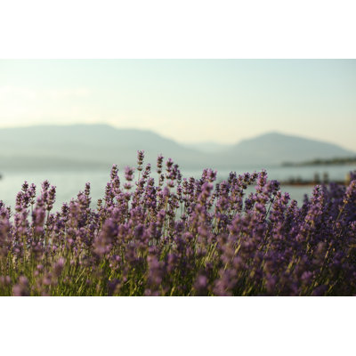 Okanagan Lavender by JenniferLRobertson - Wrapped Canvas Print