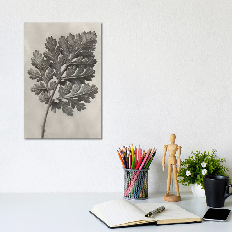 Blossfeldt Botanical III by Karl Blossfeldt - Wrapped Canvas Print, 30.48cm H x 20.32cm W x 1.91cm D