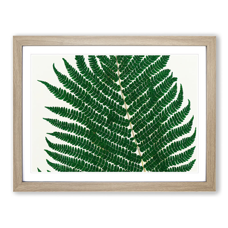 Splendorous Fern Leaf - Framed Print, 46cm H x 64cm W x 2cm D, Oak