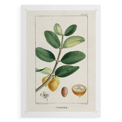 Turpin Tropical Botanicals V - Impression sur toile seulement - NON-CADRE