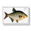 Bream Fish by M.E. Bloch - Wrapped Canvas Painting-55315555