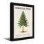 Plantes et fleurs, pin de Norfolk, reproduction d'art botanique-886346188-886346185-886346184
