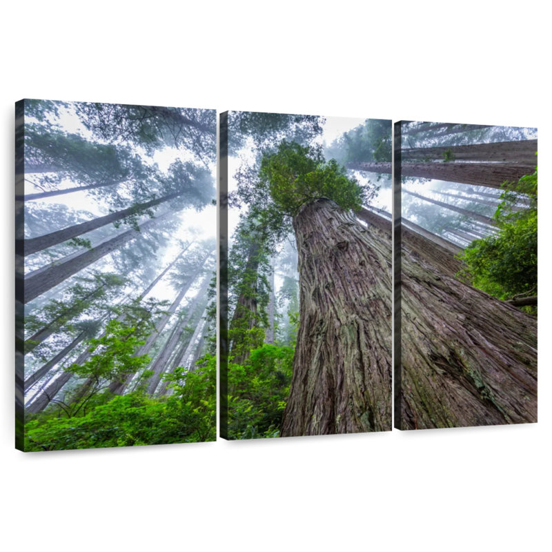 Harnek Misty Redwood, 36" H x 57" W