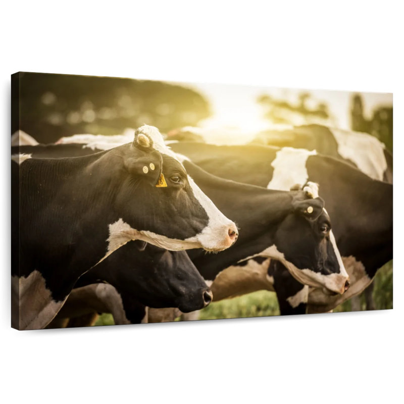 Brampt Holsteins Cows, 26" H x 39" W