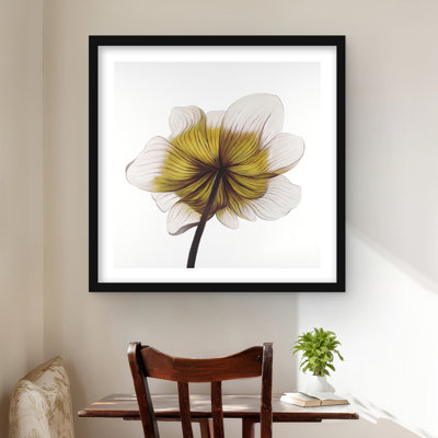 Beautiful Anemone Yellow Flower - Framed Matted Print Decor