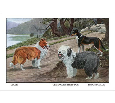 " Collie, Old English Sheep Dog, Smooth Collie " by Louis Agassil