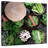 Yarlin Vietnamese Vegetable Market-109394215