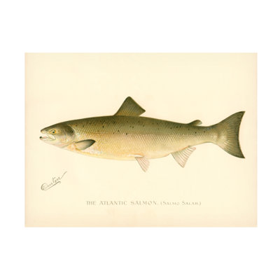 «The Atlantic Salmon», impression sur toile tendue