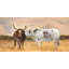 Nguni Herd Print On Canvas-98693924