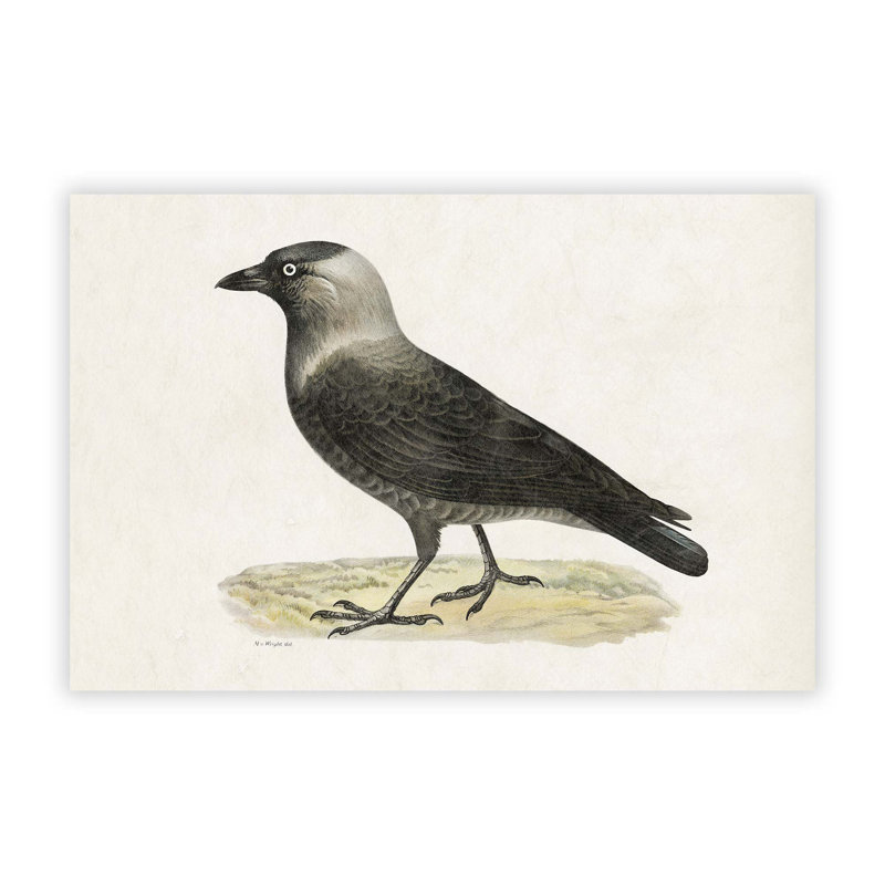 Western Jackdaw by Von Wright - Frameless Print, 42 cm H x 59.4 cm W
