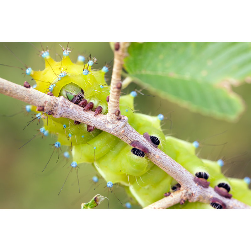 Fabron Closeup Of Caterpillar by Smithore - Wrapped Canvas Print, 61cm H x 91cm W x 3.8cm D