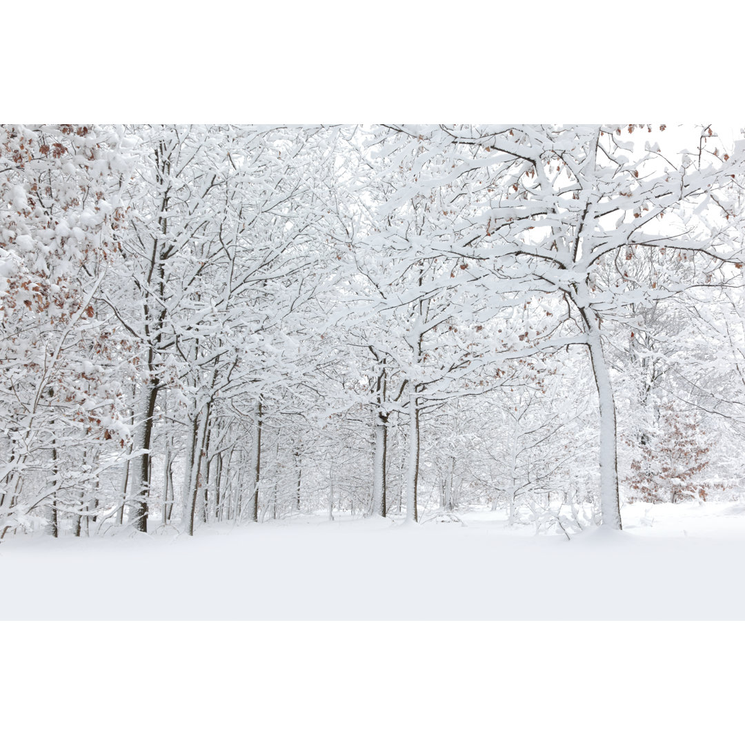 Winter von Macroworld - Kunstdrucke auf Leinwand ohne Rahmen