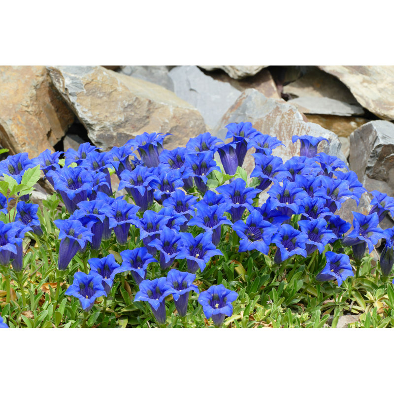 "Blue Gentians" par Mmilda - photographie sur toile tendue, H 8 po x l 12 po