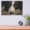 «Border Collie Love» par John Silver