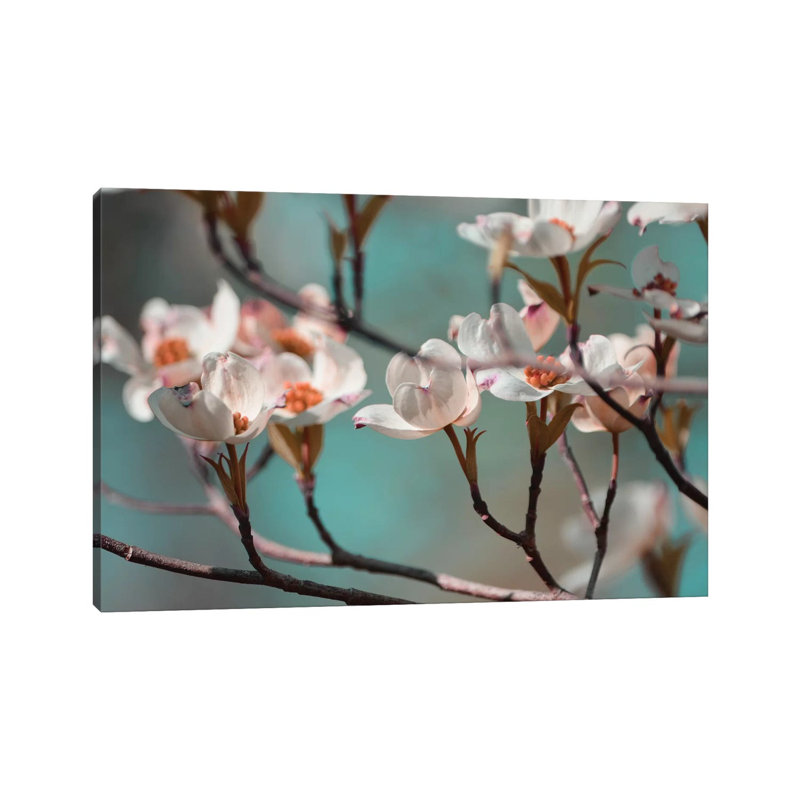 Dogwood Spring IV by Sharon Chandler - Wrapped Canvas Print, 20.32 cm H x 30.48 cm W