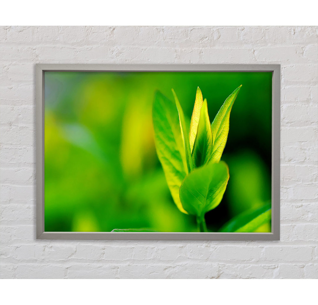 Green Leaf Flower - Einzelbildrahmen Kunstdrucke auf Leinwand