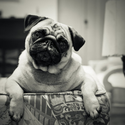 Tamez Curious Pug - Wrapped Canvas Print