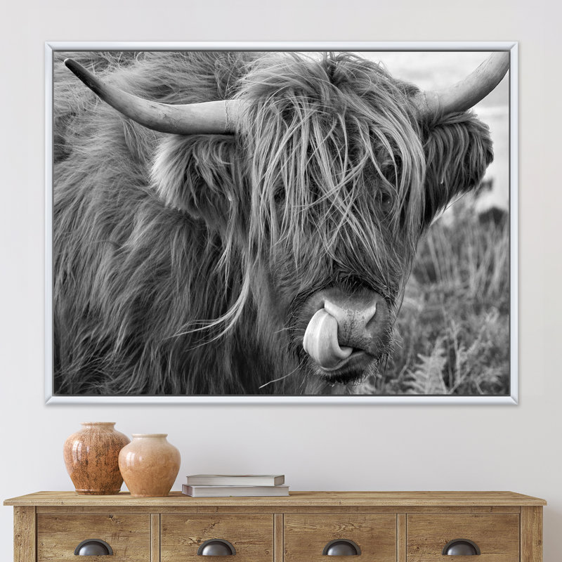 «Scottish Cow on Moorland II» - photographie sur toile, H 16 po x l 32 po x p 1 po, Cadre flottant blanc