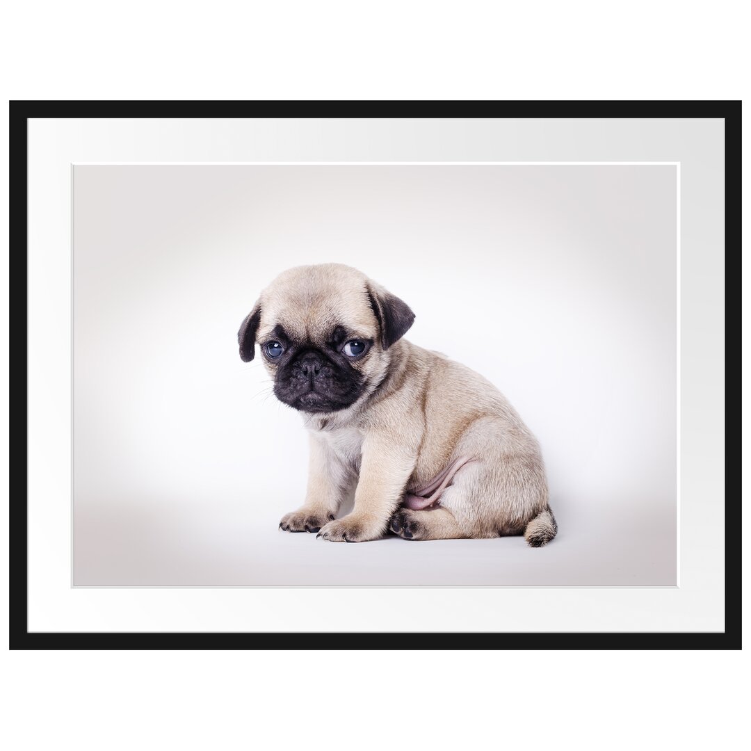 Gerahmtes Poster Kleiner Hundewelpe Mops